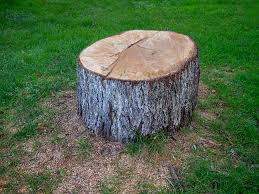 Reliable Hawaiian Paradise Park, HI Tree Care Solutions