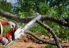 How Our Tree Care Process Works  in  Hawaiian Paradise Park, HI